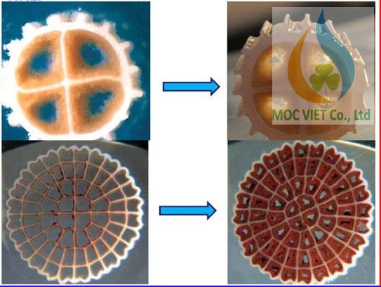 Giá thể vi sinh cho bể sinh học